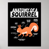 Poster Anatomie D'Un Écureuil (Devant)