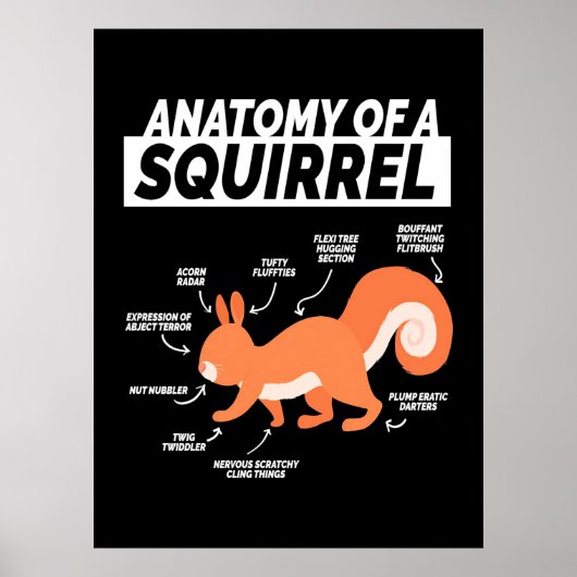 Poster Anatomie D'Un Écureuil (Devant)
