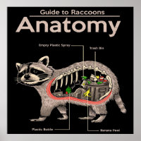 Anatomie d'un raton laveur | Cute Panda Lover