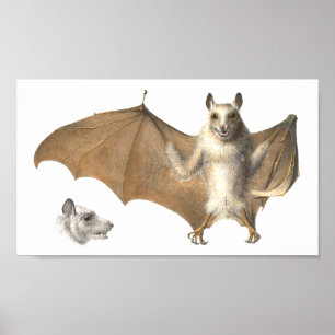 Poster Anatomie d'une chauve-souris - Antique gravure