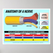 Poster Anatomie d'une Nerve édition 2016 (Devant)