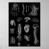 Poster Anatomie humaine (Devant)