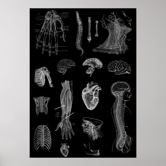 Poster Anatomie humaine (Devant)