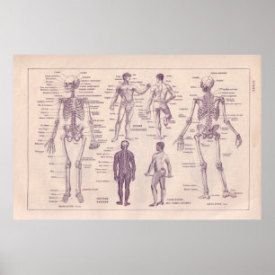 Poster Anatomie humaine
