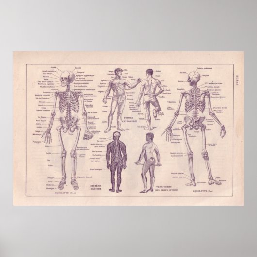 Poster Anatomie humaine (Devant)