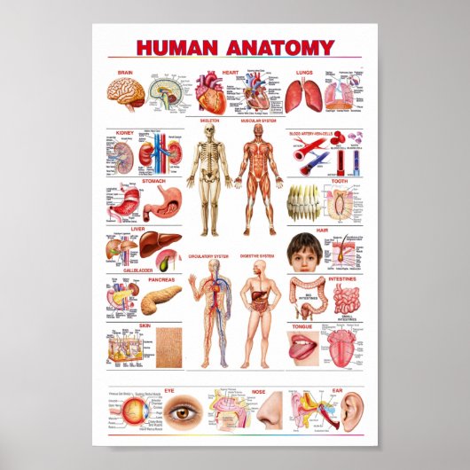 Poster Anatomie humaine (Devant)