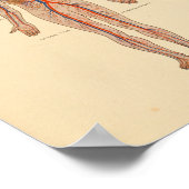 Poster Anatomie humaine Cardiologie Imprimer (Coin)