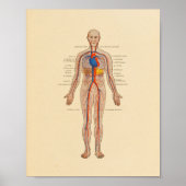 Poster Anatomie humaine Cardiologie Imprimer (Devant)