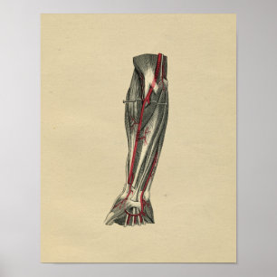 Poster Anatomie humaine de bras 1902 copies vintages
