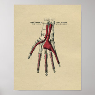 Poster Anatomie humaine de main 1902 copies vintages