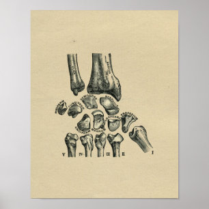 Poster Anatomie humaine de poignet 1902 copies vintages