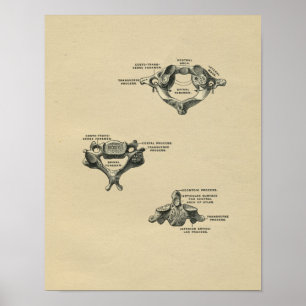 Poster Anatomie humaine de vertèbres 1902 copies vintages