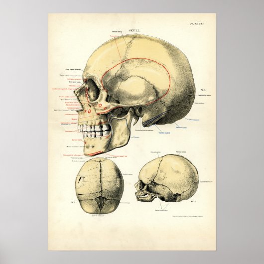 Poster Anatomie humaine - Le crâne (Devant)