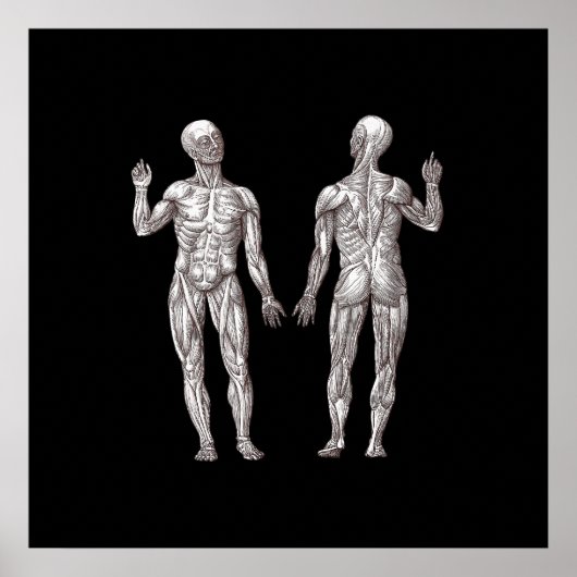 Poster Anatomie humaine - Le système musculaire (Devant)