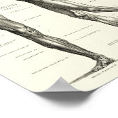 Poster Anatomie humaine, muscles du corps humain (Coin)