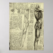 Poster Anatomie humaine Muscles masculins par Leonardo da (Devant)