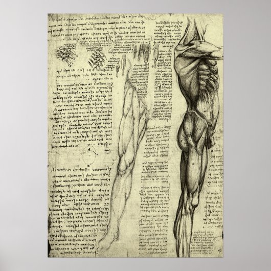 Poster Anatomie humaine Muscles masculins par Leonardo da (Devant)
