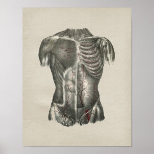 Poster Anatomie humaine Thorax Imprimer Vintage
