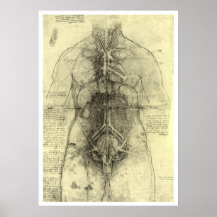 Poster Anatomie humaine, Torse féminine par Leonardo da V