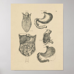 Poster Anatomie humaine vintage 1880 Imprimer