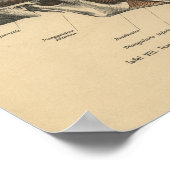 Poster Anatomie humaine vintage Imprimer Crâne mâchoire M (Coin)