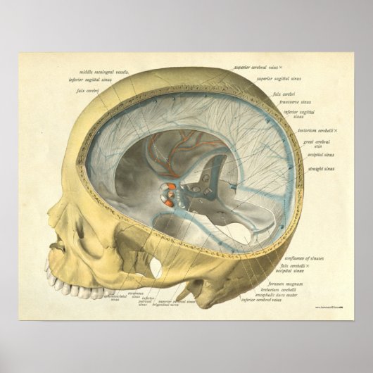 Poster Anatomie humaine vintage Imprimer le crâne interne (Devant)