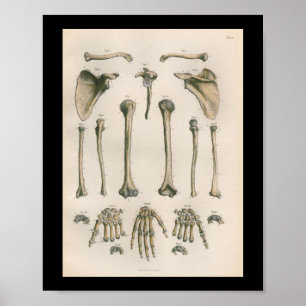 Poster Anatomie humaine vintage Imprimer les os à main