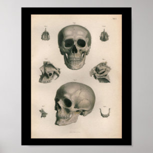 Poster Anatomie humaine vintage Imprimer les os crâniens