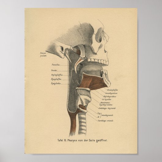 Poster Anatomie humaine vintage Imprimer Muscles Cou (Devant)