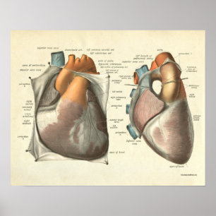 Poster Anatomie humaine vintage Imprimer Muscles du coeur