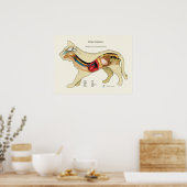 Poster Anatomie interne de l'organe Cat Organigramme vété (Cuisine)