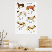Poster Anatomie interne de l'organe Cat Organigramme vété (Cuisine)