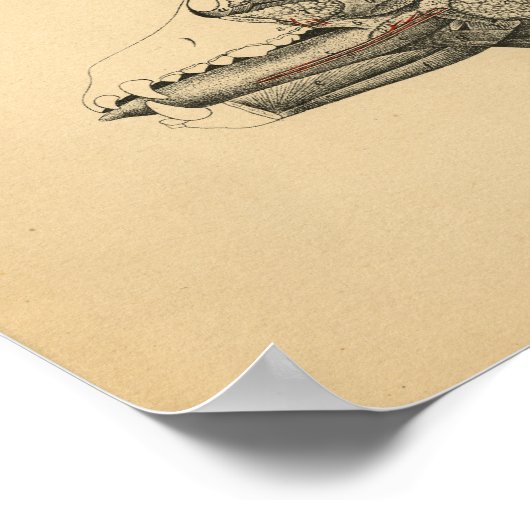 Poster Anatomie interne de l'organe de chien 1908 Impress (Coin)