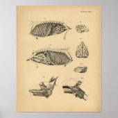 Poster Anatomie interne de l'organe de chien 1908 Impress (Devant)