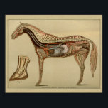 Poster Anatomie interne de l'organe du cheval Imprimer<br><div class="desc">Illustration vintage. Vue latérale du cheval montrant la colonne vertébrale et les organes internes. Coeur,  poumons,  estomac et intestins. Avec un gros plan du sabot.</div>