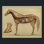 Poster Anatomie interne de l'organe du cheval Imprimer<br><div class="desc">Illustration vintage. Vue latérale du cheval montrant la colonne vertébrale et les organes internes. Coeur,  poumons,  estomac et intestins. Avec un gros plan du sabot.</div>