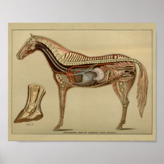 Poster Anatomie interne de l'organe du cheval Imprimer