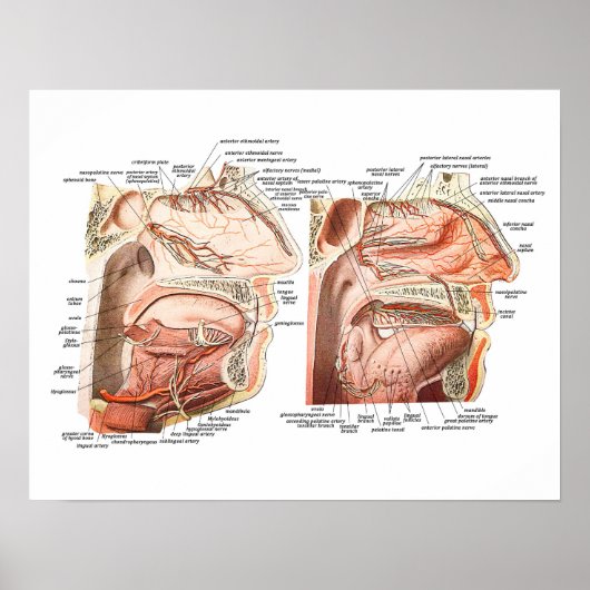 Poster Anatomie interne du visage humain (Devant)