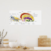 Poster Anatomie interne d'une femelle deux araignée lungé (Cuisine)