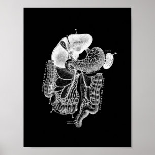 Poster Anatomie interne humaine en noir et blanc