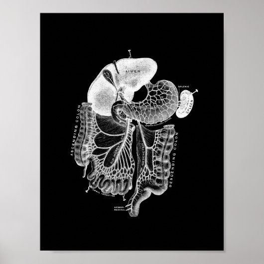 Poster Anatomie interne humaine en noir et blanc (Devant)