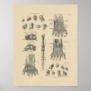 Poster Anatomie main vintage 1880 Imprimer