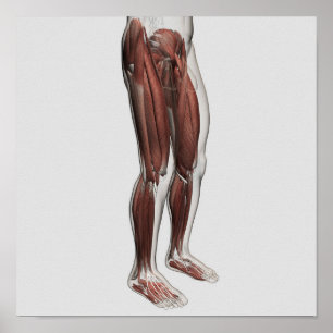 Poster Anatomie masculine de muscle des jambes humaines,