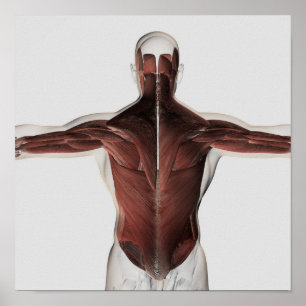 Poster Anatomie masculine de muscle du dos 2 d'humain