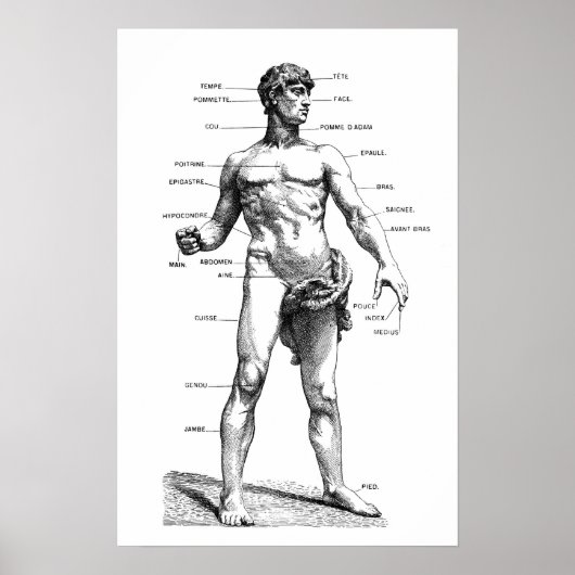 Poster Anatomie masculine - devant (Devant)