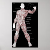 Poster Anatomie musculaire (Devant)