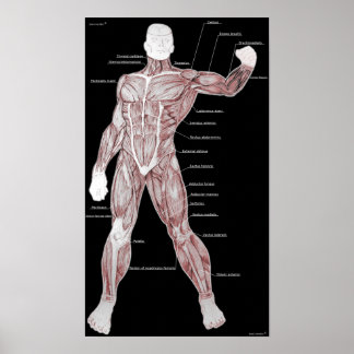 Poster Anatomie musculaire