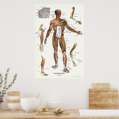 Poster anatomie musculaire 24 X 36 (Cuisine)