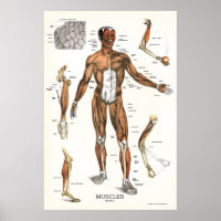Poster anatomie musculaire 24 X 36