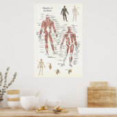 Poster anatomie musculaire - Antérieur et postérie (Cuisine)